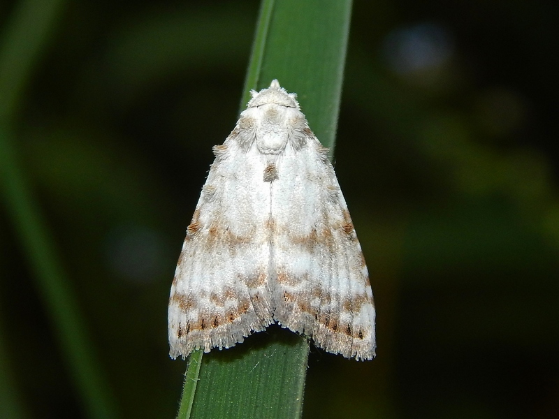 Noctuidae da ID